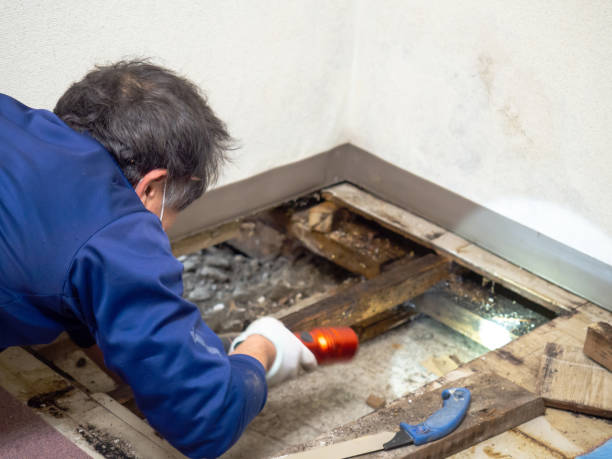 Best Mold Remediation  in Folsom, PA