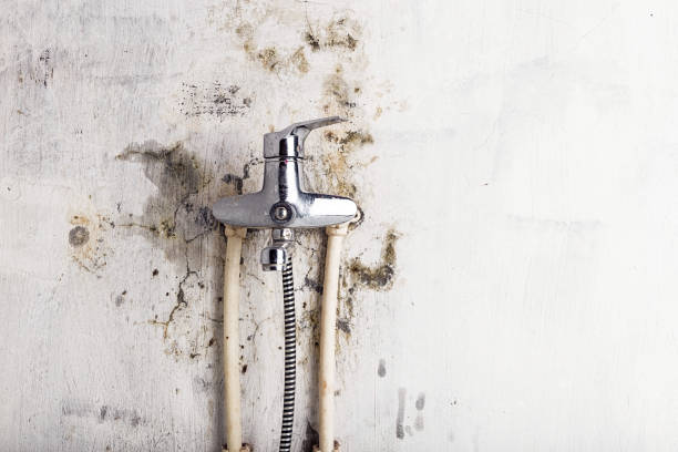 Best Mold Damage Repair  in Folsom, PA