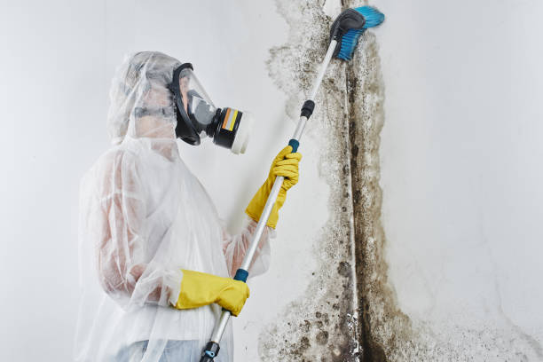 Best Certified Mold Removal  in Folsom, PA