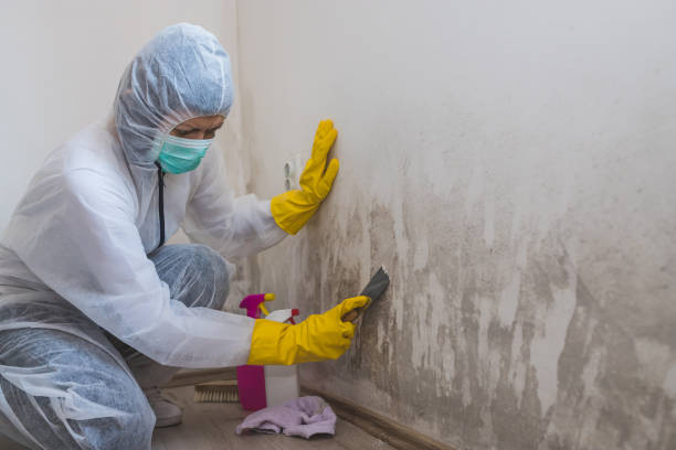 Best Professional Mold Removal  in Folsom, PA