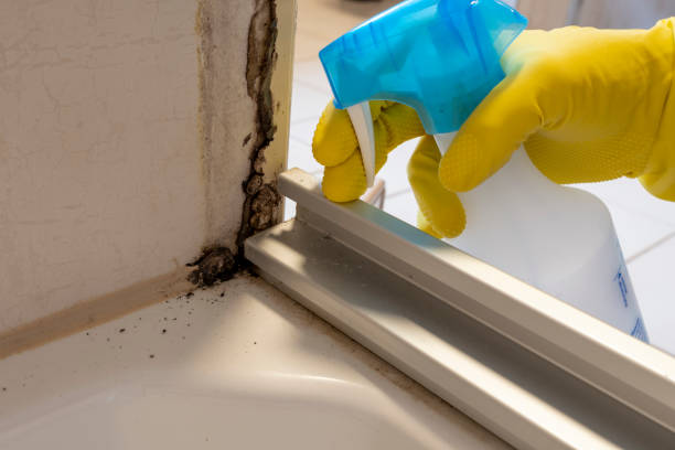 Best Office Mold Removal Services  in Folsom, PA