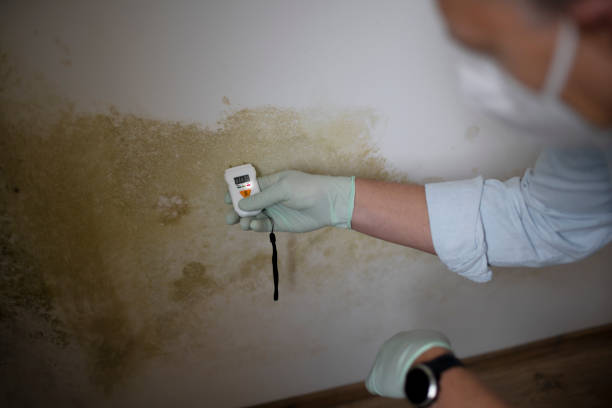 Best Commercial Mold Removal  in Folsom, PA
