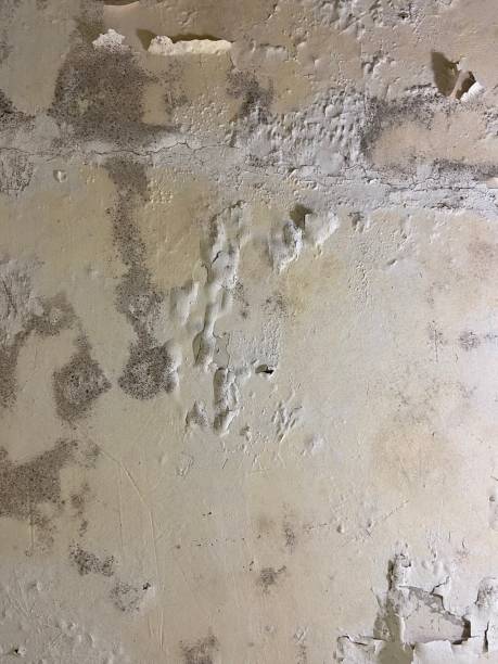Best Crawl Space Mold Removal  in Folsom, PA