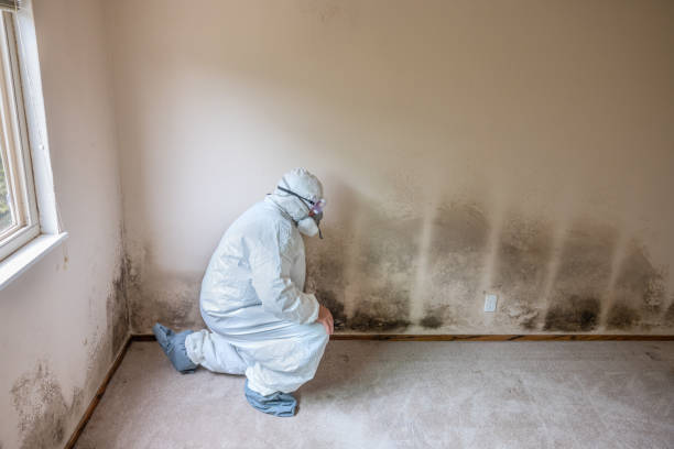 Best Mold Testing  in Folsom, PA