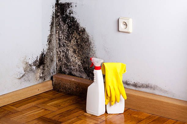 Mold Testing and Removal in Folsom, PA